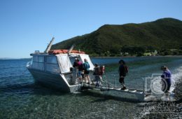 NZn-330 [ons]